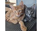 Adopt Caymen C13307 a Orange or Red Domestic Shorthair / Mixed cat in