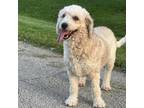 Adopt Gabriela a White - with Tan, Yellow or Fawn Newfoundland / Poodle