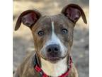 Adopt Napoleon a Brindle Terrier (Unknown Type, Small) / Dachshund / Mixed dog
