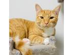 Adopt Bradley a Orange or Red Domestic Shorthair / Mixed cat in Great Falls