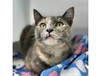 Adopt Robin a Tortoiseshell Domestic Shorthair / Mixed cat in Great Falls