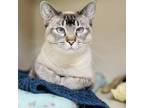 Adopt Vegas a Gray or Blue Domestic Shorthair / Mixed cat in Great Falls