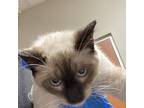 Adopt Clyde a White (Mostly) Siamese / Mixed cat in Yuma, AZ (38909968)