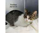 Adopt Scampy a Gray or Blue Domestic Shorthair / Mixed cat in San Antonio