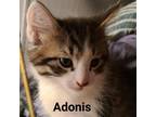 Adopt Adonis AD Ziggas a Tan or Fawn Tabby Domestic Mediumhair / Mixed cat in