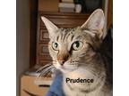 Adopt Prudence AD Ziggas a Gray or Blue Domestic Shorthair / Mixed cat in