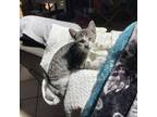 Adopt Robinson Caruso a Gray or Blue American Shorthair / Mixed cat in
