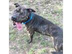 Adopt Nevada a Brindle Mixed Breed (Large) / Mixed dog in Milton, FL (38909983)