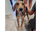 Adopt Howlite a Black Catahoula Leopard Dog / Mixed dog in Jupiter