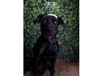 Adopt Orchid a Black Labrador Retriever dog in Littleton, CO (38907290)
