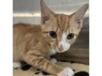 Adopt Shepherd a Orange or Red Domestic Shorthair / Mixed cat in Wappingers