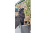 Adopt Gajeel a All Black Domestic Longhair / Mixed (long coat) cat in
