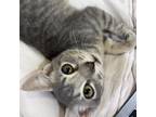 Adopt Guitar a Gray or Blue Domestic Shorthair / Mixed cat in Austin