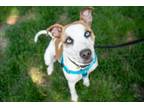 Adopt Ellie a Pit Bull Terrier, Mixed Breed