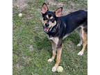 Adopt Hei Hei a Black Australian Cattle Dog / Mixed dog in Austin, TX (38909776)