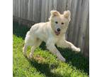 Adopt Autumn a Tan/Yellow/Fawn Golden Retriever / Siberian Husky / Mixed dog in