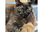 Adopt Tilly a Tortoiseshell Domestic Mediumhair / Mixed cat in San Jose