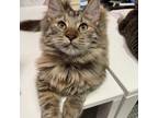 Adopt Stella a Brown or Chocolate Domestic Mediumhair / Mixed cat in San Jose