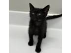 Adopt Licorice a All Black Domestic Shorthair / Mixed cat in Zimmerman