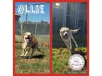 Adopt Ollie a Gray/Blue/Silver/Salt & Pepper Husky / Mixed dog in CONVERSE