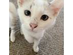 Adopt Peri Peri a Domestic Shorthair / Mixed cat in Fayetteville, AR (38909701)