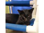 Adopt Ember a All Black Domestic Mediumhair / Mixed cat in Ridgeland