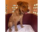 Adopt Louise a Tan/Yellow/Fawn Mixed Breed (Medium) / Mixed dog in St.