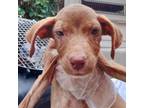 Adopt Rama a Tan/Yellow/Fawn Mixed Breed (Medium) / Mixed dog in St.
