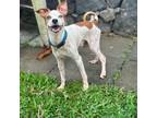 Adopt Ipu a White - with Tan, Yellow or Fawn Mixed Breed (Small) / Mixed dog in