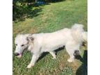 Adopt Nigel a White - with Tan, Yellow or Fawn Great Pyrenees / Mixed dog in