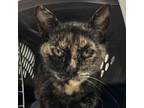 Adopt Angel a Tortoiseshell Domestic Shorthair / Mixed cat in Folsom