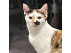 Adopt Dobby a Calico or Dilute Calico Domestic Mediumhair / Mixed cat in Helena
