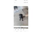 Adopt Hoss a Black Labrador Retriever / Mixed dog in Hansen Hills, CA (38909664)