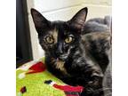 Adopt Olive a Domestic Shorthair / Mixed cat in Rocky Mount, VA (38734697)
