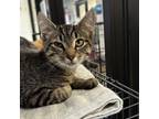 Adopt Dib a Domestic Shorthair / Mixed cat in Rocky Mount, VA (38872006)