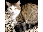 Adopt Possum a Brown or Chocolate Domestic Longhair / Mixed cat in Lakeland