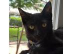 Adopt Grappa a All Black Domestic Shorthair / Mixed cat in Fort Lauderdale