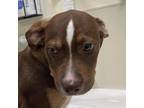 Adopt Croissant a Brown/Chocolate Hound (Unknown Type) / Pit Bull Terrier /