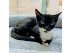 Adopt Addie a Domestic Shorthair / Mixed cat in Pleasant Hill, CA (38898532)