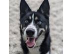 Adopt Koda a Black Mixed Breed (Large) / Husky / Mixed dog in West Olive