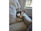 Adopt Ghost a White (Mostly) American Shorthair / Mixed (short coat) cat in
