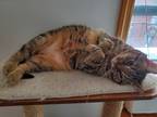 Adopt Taffy a Brown Tabby American Shorthair / Mixed (short coat) cat in New