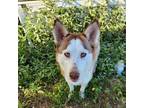 Adopt Stella a Black Husky / Mixed dog in Edinburg, TX (38909548)