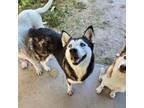 Adopt Sasha a Black Husky / Mixed dog in Edinburg, TX (38909547)