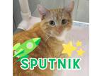 Adopt Sputnik a Orange or Red Domestic Shorthair / Mixed cat in Commerce City