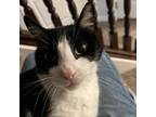 Adopt Bub a All Black Domestic Shorthair / Mixed cat in Salt Lake City