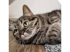 Adopt Nott the Brave a Brown or Chocolate Domestic Shorthair / Mixed cat in Salt