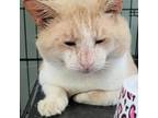 Adopt OB a White Domestic Shorthair / Mixed cat in CHIEFLAND, FL (38909485)