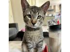Adopt Morongo - Chino Hills Location a Brown or Chocolate Domestic Shorthair /