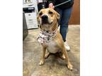 Adopt Kannon a Mixed Breed (Medium) / Mixed dog in Jonesboro, AR (38909463)